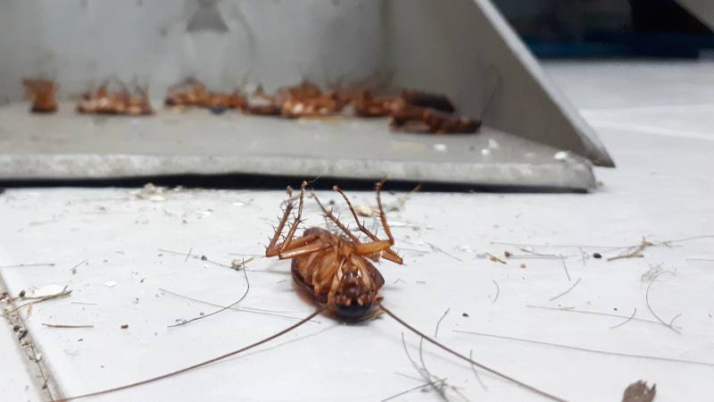 Control de Cucarachas