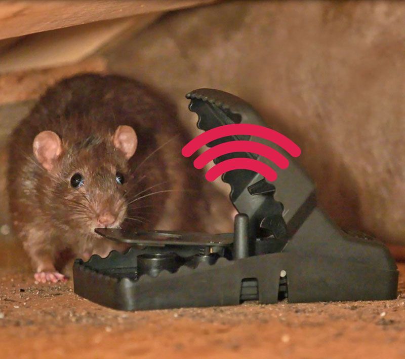 Dispositivo de control de ratas en terraza de restaurante