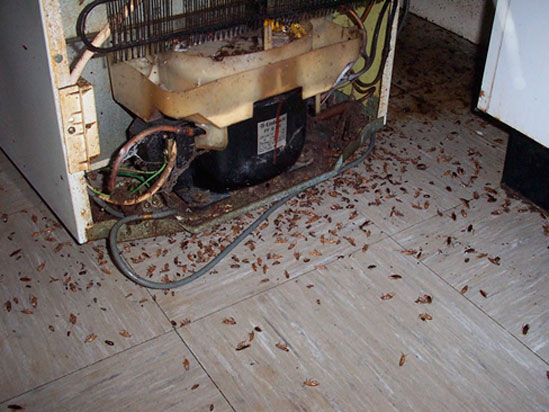 Cucaracha germánica en cocina de restaurante